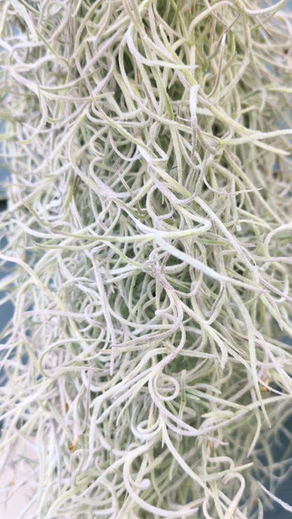 Spanish Moss Usneoids