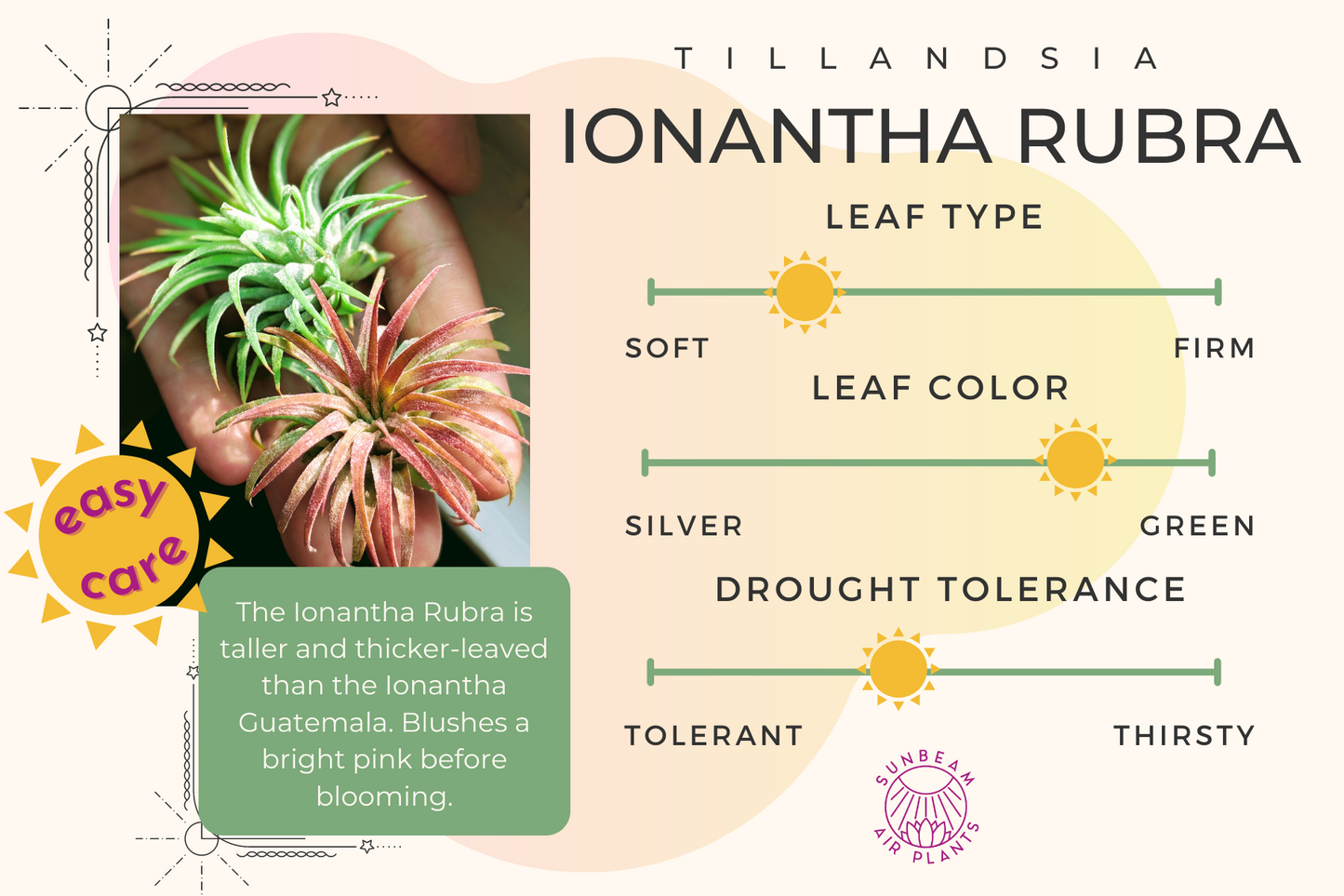 Ionantha