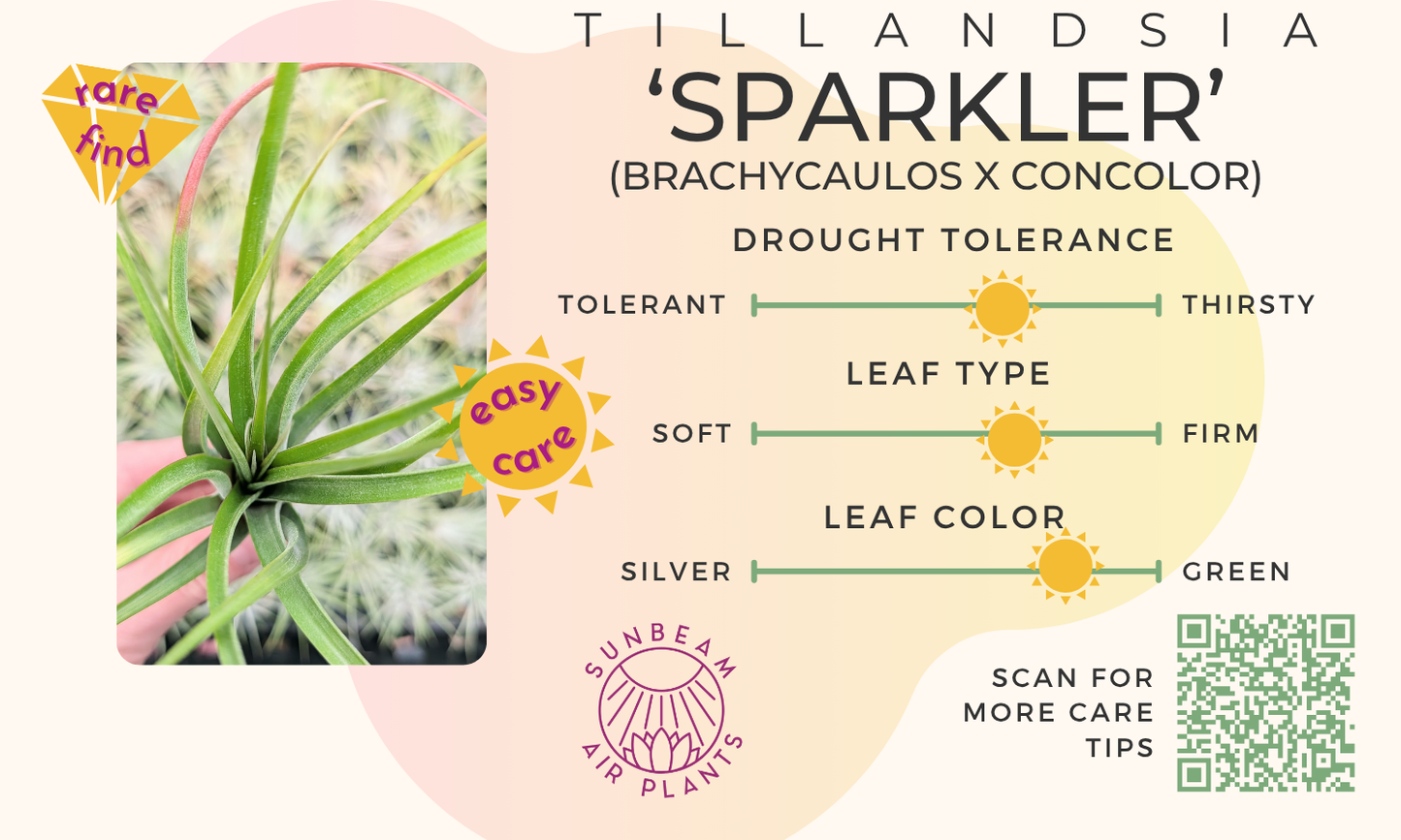 'Sparkler' (brachycaulos x concolor)