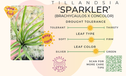 'Sparkler' (brachycaulos x concolor)