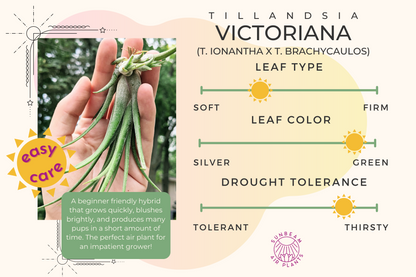 Victoriana Hybrid